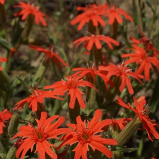 Silene laciniata